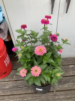 Outdoor Plant
