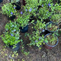 Periwinkle Ground Cover