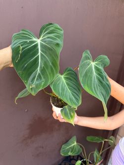 4” philodendron gloriosum