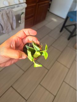 Houseplants