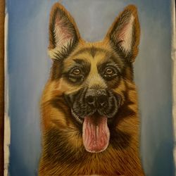 German Shepherd Drawn With Pastels 