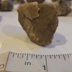Seashell Fossil