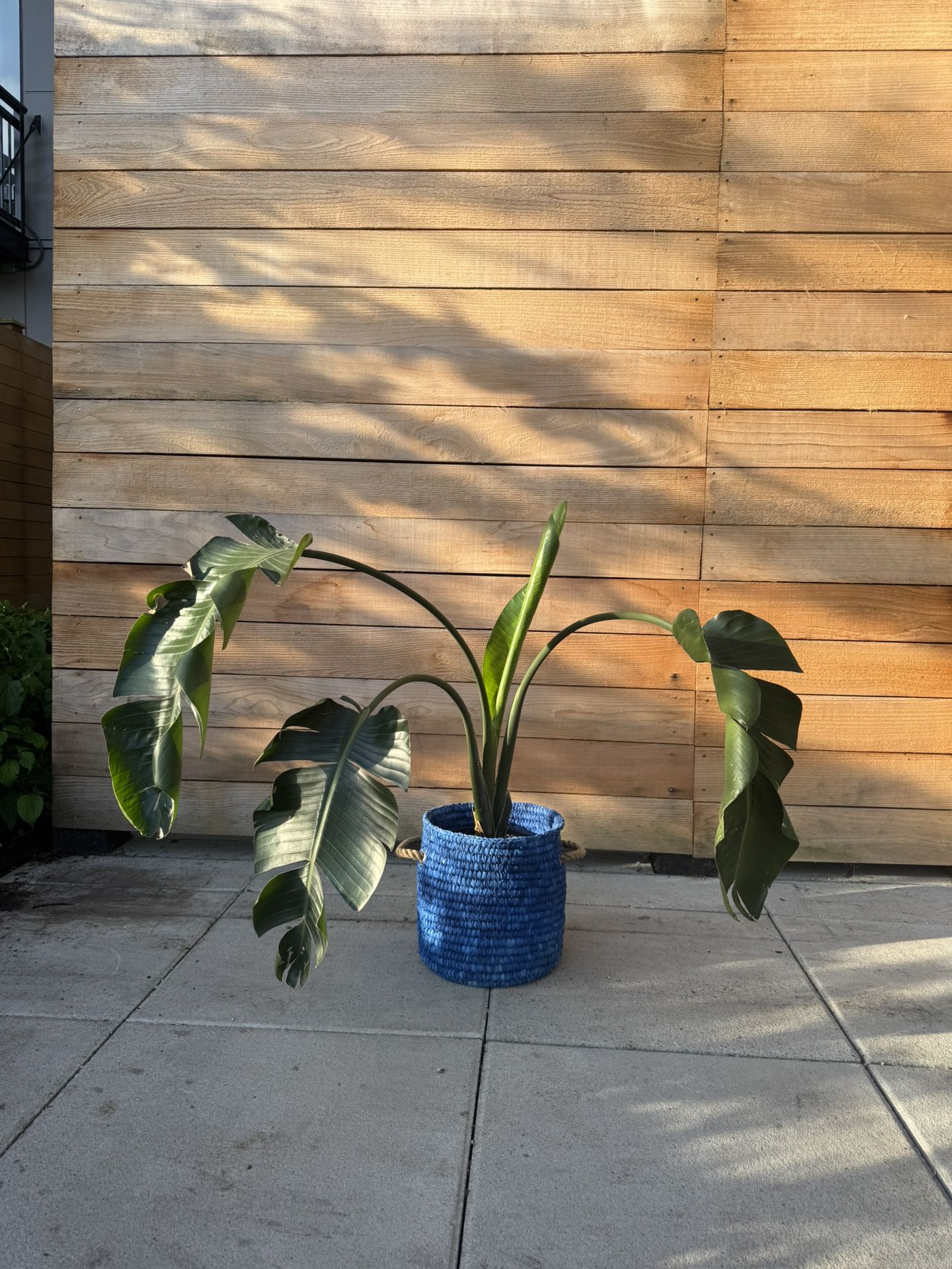 Birds Of Paradise In Blue Decorate Planter