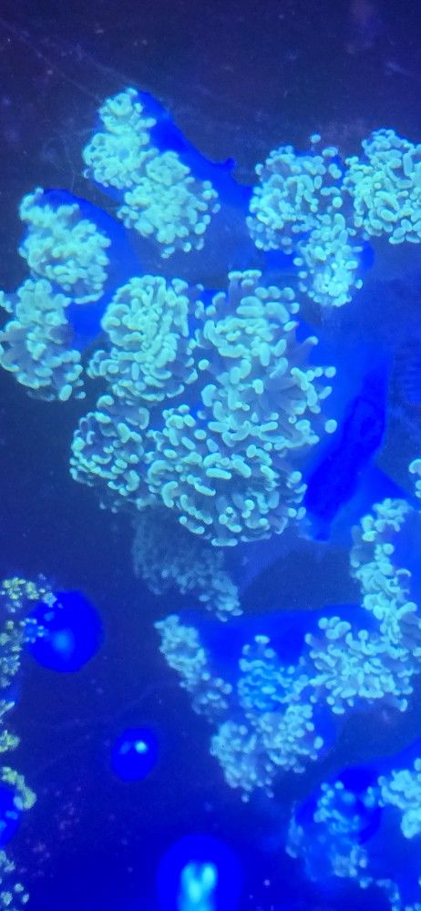 Ornamental Corals For Sale In Lake Worth Beach F.L.