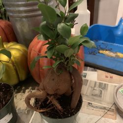 Gensing Ficus Bonsai Tree Plants!! $20 Each!