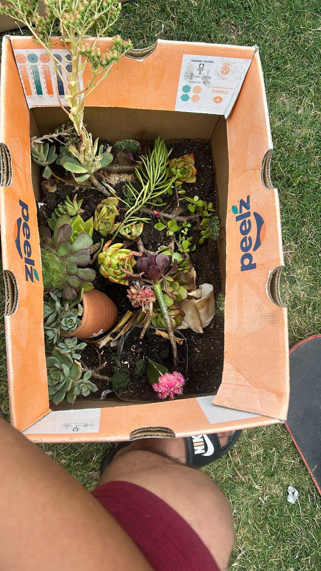 Take Your Pick Of Plant With Pot An Without