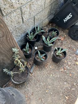 Agave plants
