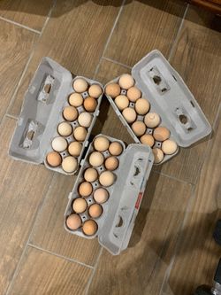 Selling Organic Free Range Eggs 🥚