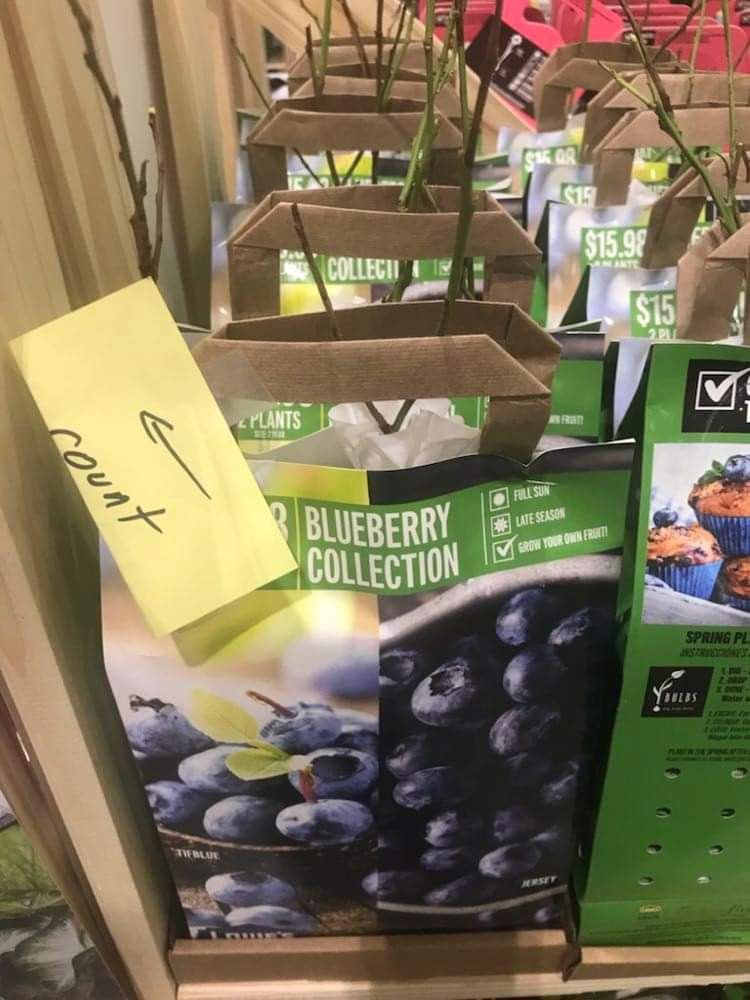 Jersey Blueberry Seedling Plant 1ft Ready To Plant