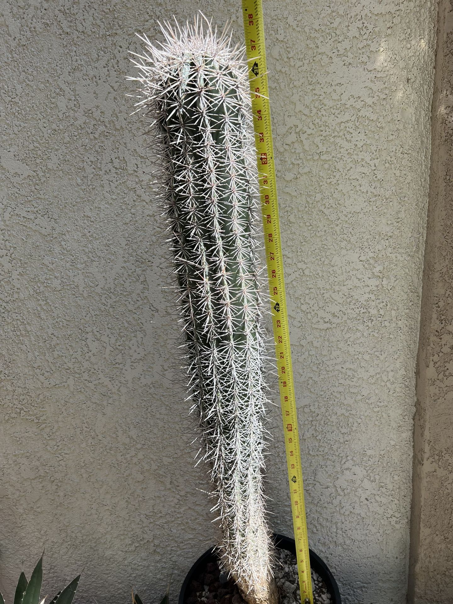 Large Giant Cardon Cactus, Pachycereus Pringlei