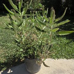 Kalanchoe Mother Of Thousand Medesinal