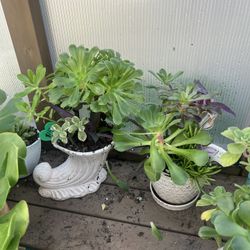 Succulents 