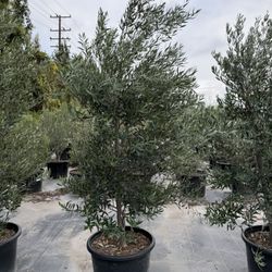 25 gallon olive tree height, 9 feet tall