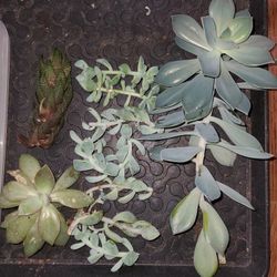 Free Succulent Cuttings