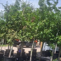Arboles De Red Oak Tree 15gallones 8pies De Alto 