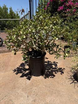 Large Succulent Plant