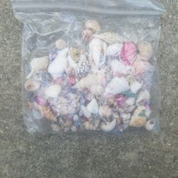 Bag Of Tiny Shells