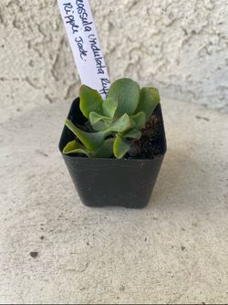 2 Inch Pot Succulent Plant - Crassula Undulata Ruffles Ripple Jade - Rooted & Established - Drought Resistant -🪴 Perfect Baby & Wedding Shower Favors