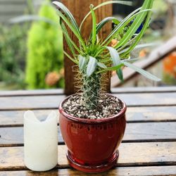 Live indoor Madagascar Palm plant in a ceramic planter pot with base attached—firm price