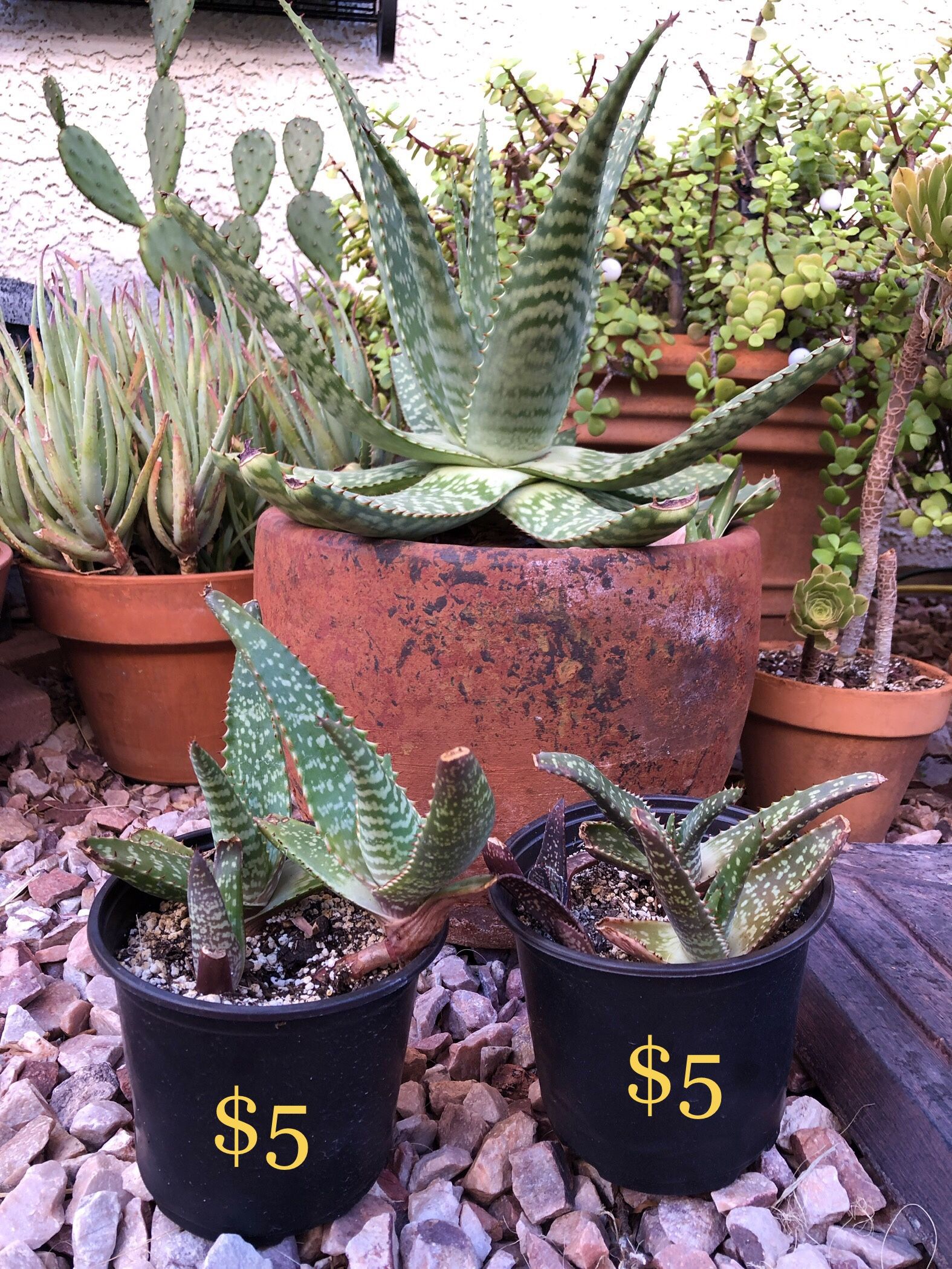 Soap Aloe Starters
