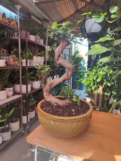 Ginseng Ficus Bonsai Tree
