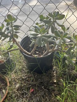 Jade Plant