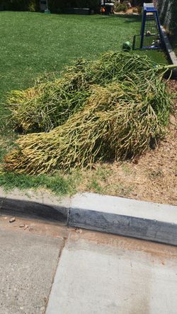 FREE Fire Stick Succulent Plant Large Cuttings