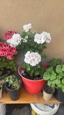 Beautiful White Plants