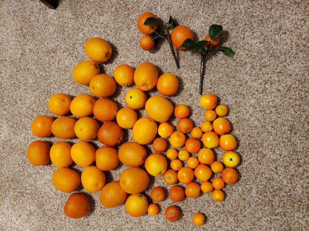 Large Grouping of Decorative Oranges