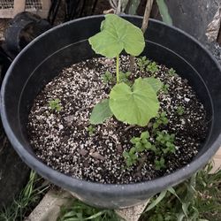 7 Gallon Pot round Squash 