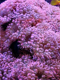 RBTA's (Red/Rainbow Bubble Tip Anemones)