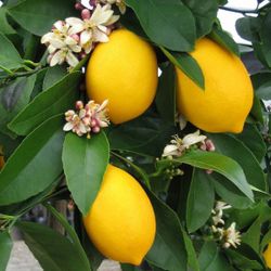 Grafted Meyer Lemon Trees 😃😃😃😃😃🌿🌿🌿🍋🍋🍋🍋