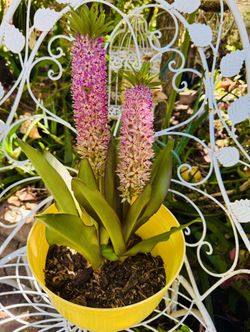 RARE PINEAPPLE LILY PLANT- IN BLOOM