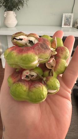 GUAMUCHILES dulces