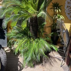 Palm Tree And More For Sale 