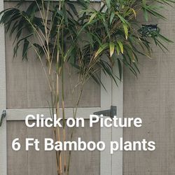 6 Foot Tall Bamboo Plant