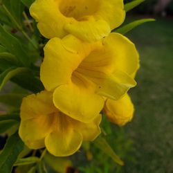 Yellow Elder. 5 Gallons. 5ft