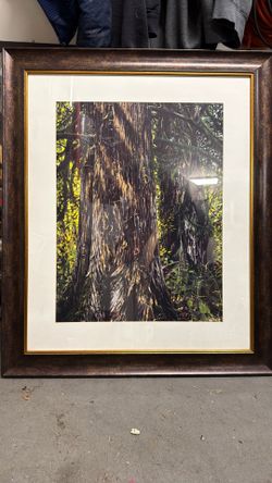 Framed Print Cedars