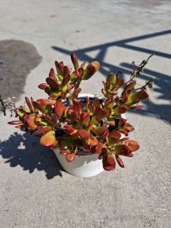 Jade plant for sale