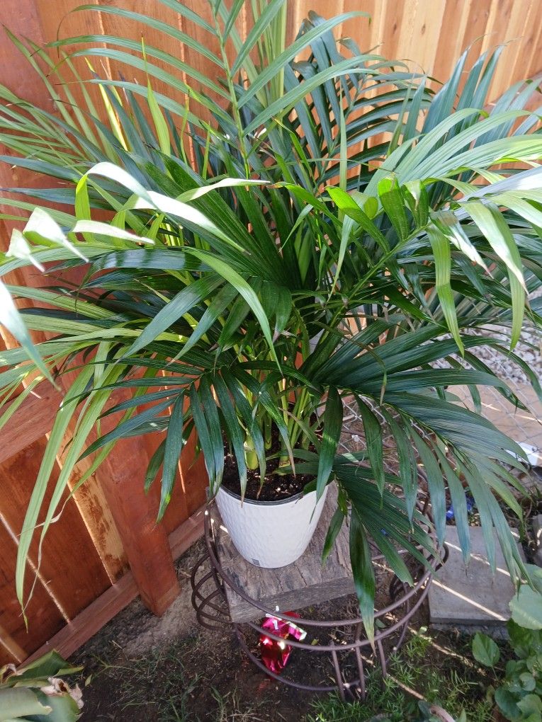 Palm π΄ Tree