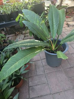 Fancy Philodendron Campil, Philodendron Princess.