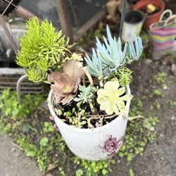 Beautiful Succulent Arrangement!! In A White Ceramic Pot