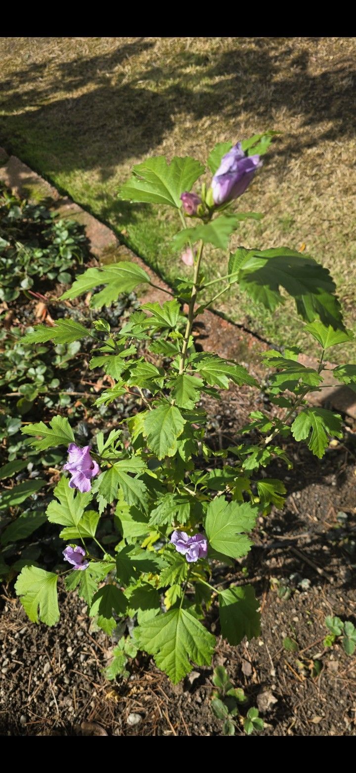 Rose Of Sharon