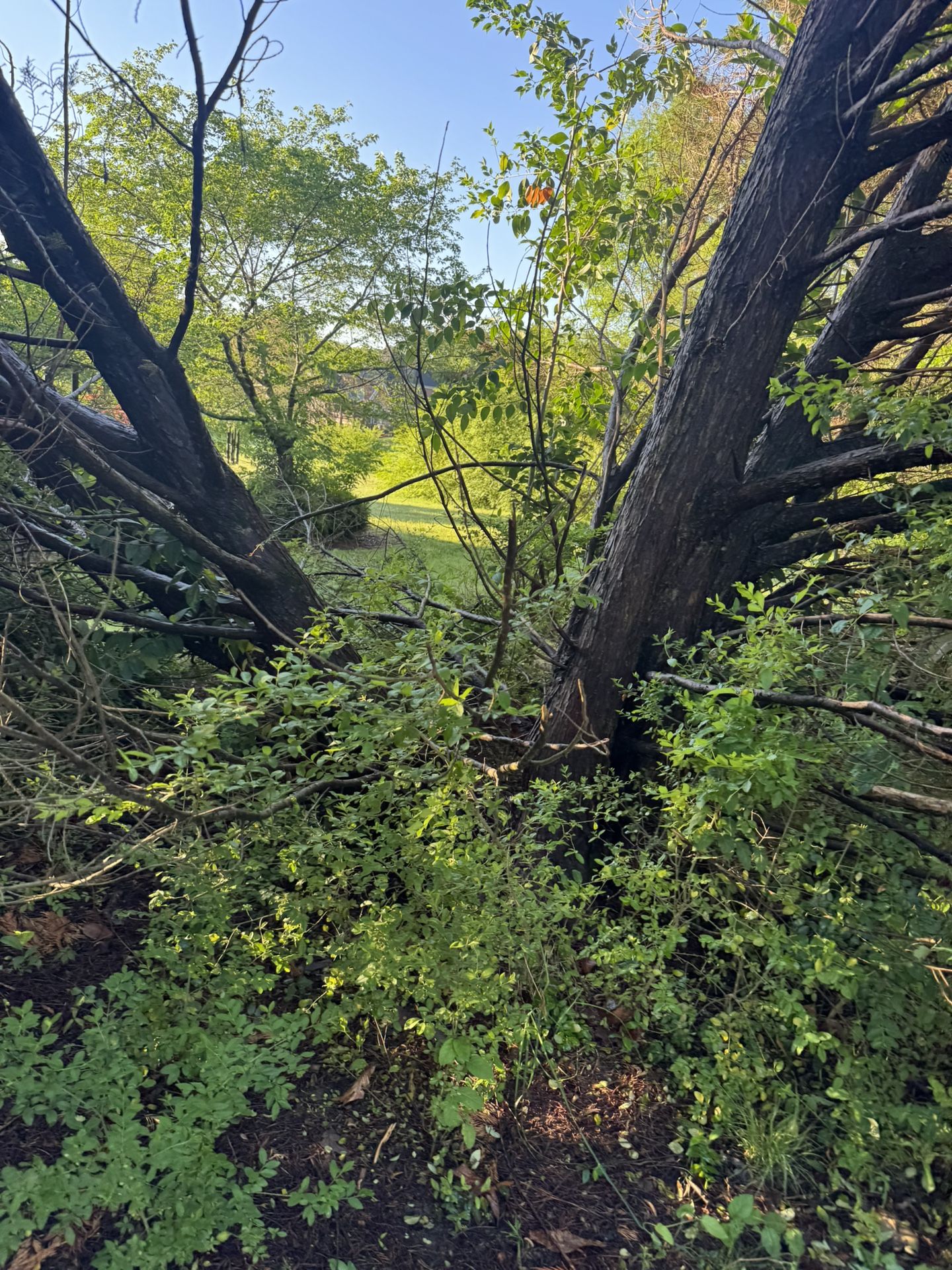 Tree Remove