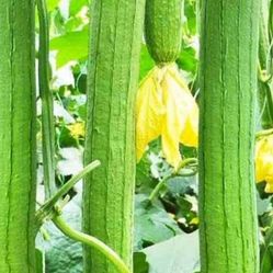 Vegetable Seeds, Tools, Plants