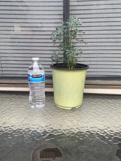 Planta Aromática y Medicinal La Ruda
