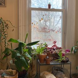 Plant giveaway Center Square Albany