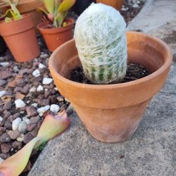 Plants Cattus 2x$15 1 Gallon Terracotta Pot 