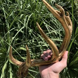 Decorative Faux Gold Painted Antler 