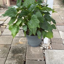 Indoor Or Outdoor Plant 